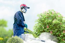 Обработка сада от паразитов - необходимые меры и их регулярность  в Туле