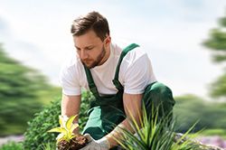 Озеленение и городское благоустройство, создание комфортной среды  в Туле