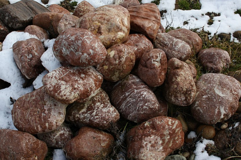 Kamenclub.ru: Розовый валунчик фр.100-300 мм.  купить в Туле крупный природный камень розовый, серый молочный красный речной галечник природный 7850 руб/т   фото КАМЕНЬ КЛУБ