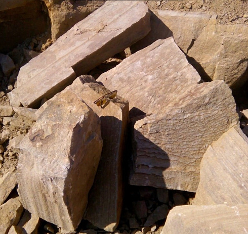 Kamenclub.ru: Песчаник пластушка желтый с рисунком (7-15 см)  купить в Туле плитняк - пластушка - бут желтый песчаник 10200 руб/м3   фото КАМЕНЬ КЛУБ