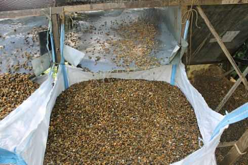 Kamenclub.ru: Галька окат (серо-желтая) фр.10-20 мм. купить  в Туле галька серо-желтая, рыжая, серый речная окатанная округлая галька 5000 руб/т   фото КАМЕНЬ КЛУБ