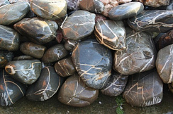 Kamenclub.ru: Валунчик Паутинник фр.100-300 мм  купить в Туле крупный природный камень галечник темно-серый с прожилками белый черный речной валунчик 5000 руб/т   фото КАМЕНЬ КЛУБ