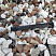 Kamenclub.ru: Мраморная крошка (щебень крошка микс : белый-черный-розовый) фр. 20-40 мм.  купить в Туле мрамор белый, черный, розовый декоративная ландшафтная крошка 12000 руб/т   фото КАМЕНЬ КЛУБ