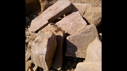 Kamenclub.ru: Песчаник пластушка желтый с рисунком (4-6 см)  купить в Туле плитняк пластушка желтый с рисунком песчаник 9 000 руб/м3   фото КАМЕНЬ КЛУБ