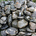Kamenclub.ru: Валунчик Паутинник фр.100-300 мм  купить в Туле крупный природный камень галечник темно-серый с прожилками белый черный речной валунчик 5000 руб/т   фото КАМЕНЬ КЛУБ