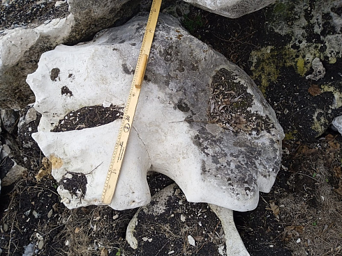 Kamenclub.ru: Выветренный известняк со мхом фр. 100-500 мм.  купить в Туле известняк серый белый зеленый валун известняковый крупный 10000 руб/т   фото КАМЕНЬ КЛУБ