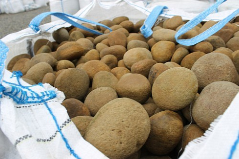 Kamenclub.ru: Песчаник ядра, фр. 100-300 мм  купить в Туле песчаник бежевый серый рыжий речная галька 5 000 руб/т   фото КАМЕНЬ КЛУБ