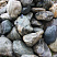 Kamenclub.ru: Речной валун Кабанчик фр.300-500 мм.  купить в Туле крупный природный камень галька серый, темно-серый речной валун галечник масштабный 7000 руб/т   фото КАМЕНЬ КЛУБ