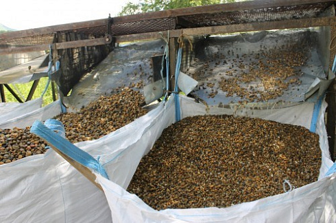 Kamenclub.ru: Галька окат (серо-желтая) фр.10-20 мм. купить  в Туле галька серо-желтая, рыжая, серый речная окатанная округлая галька 5000 руб/т   фото КАМЕНЬ КЛУБ