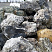Kamenclub.ru: Черный гранит - кварцит фр. 100-500 мм.  купить в Туле мрамор гранит черный с белыми прожилками, серый, белый валун скальный колотый 7000 руб/т   фото КАМЕНЬ КЛУБ