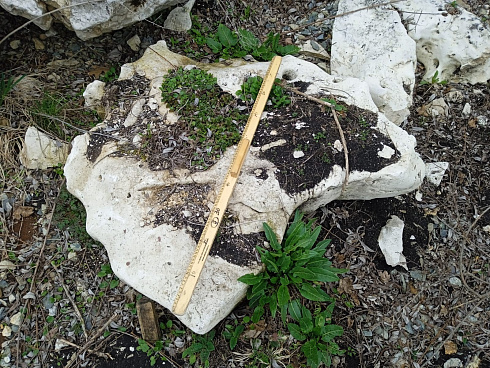 Kamenclub.ru: Выветренный известняк со мхом фр. 100-500 мм.  купить в Туле известняк серый белый зеленый валун известняковый крупный 10000 руб/т   фото КАМЕНЬ КЛУБ