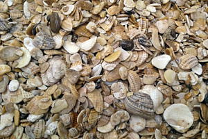 Морская ракушка фр. 5-20 мм  купить в Туле фото Камень Клуб